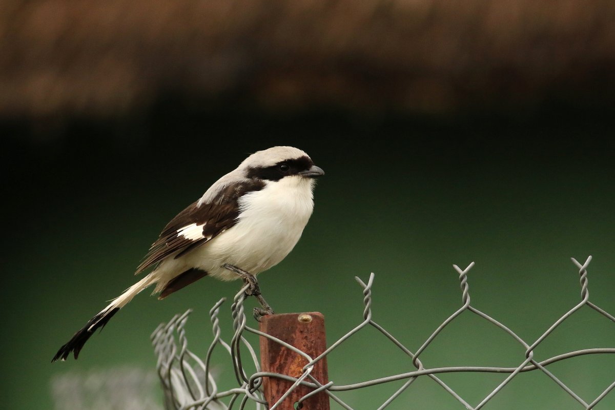 Lanius_excubitoroides_27.06.2019_P.Szymański 1.jpg